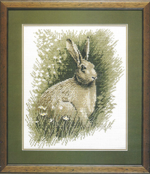 Brown Hare