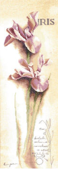 Iris - Botanical