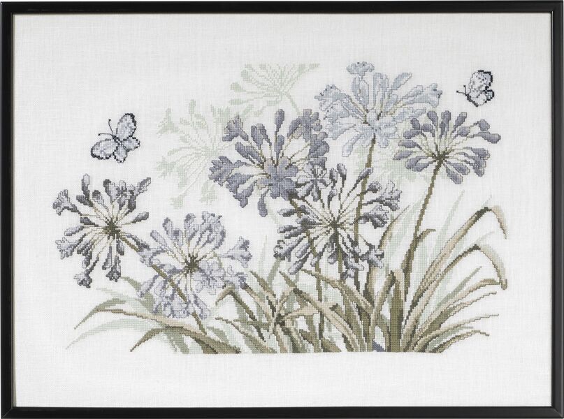 Grey Agapanthus