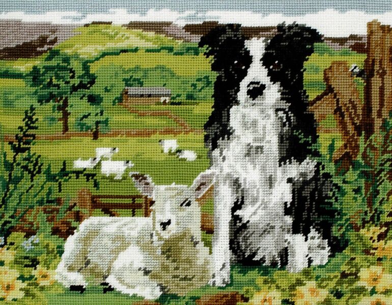 Border Collie and Lamb