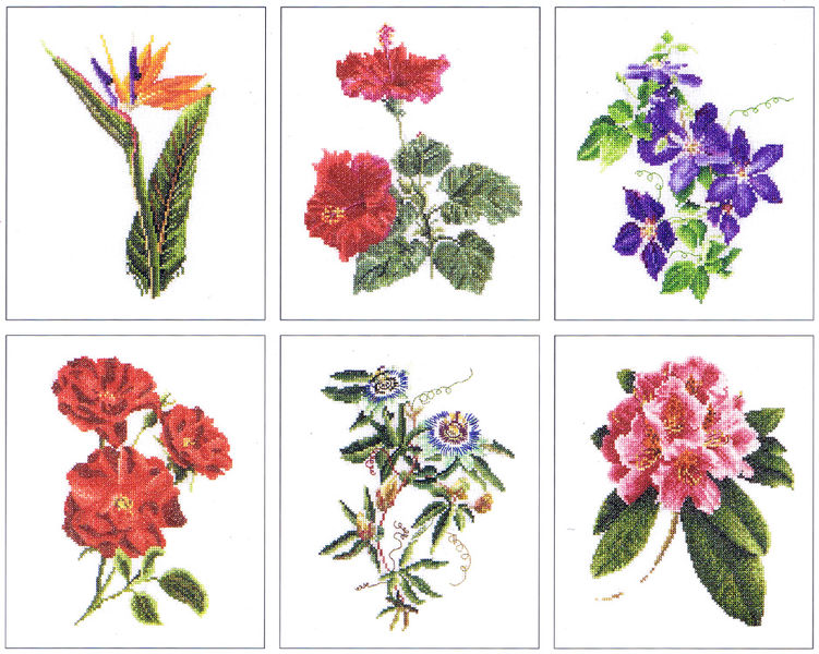 Six Floral Studies