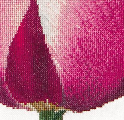 Red/White Triumph Tulip (view 2)