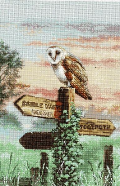 Barn Owl