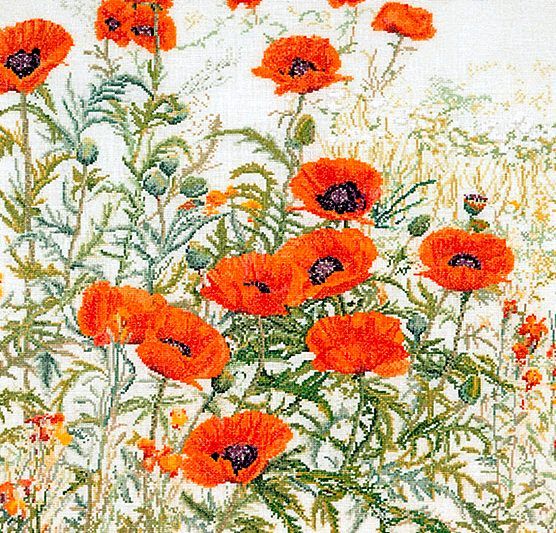 Field Poppies