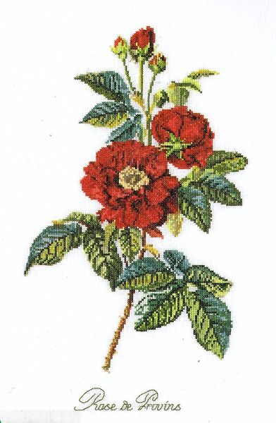 Rose de Provins