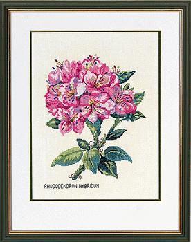 Pink Rhododendron