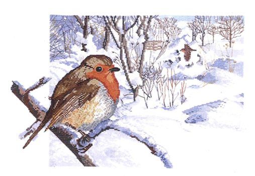 Robin in Winter