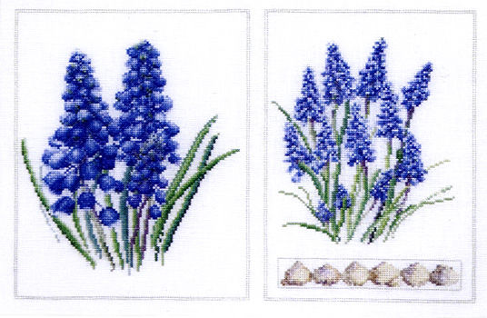 Muscari