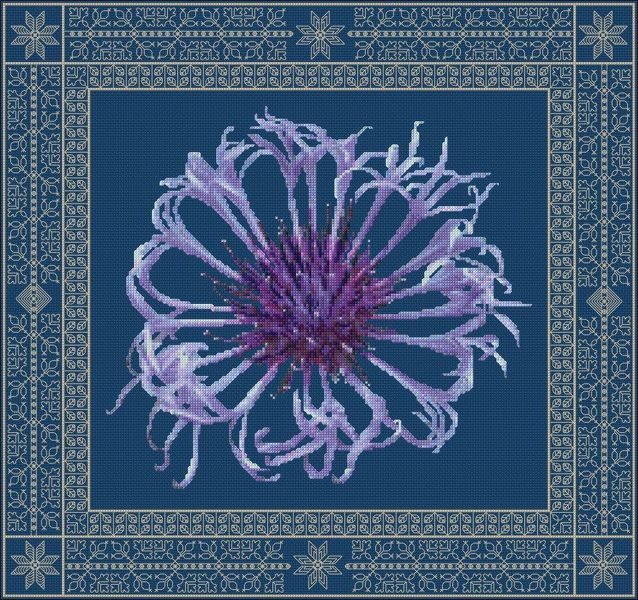 Centaurea in Spring