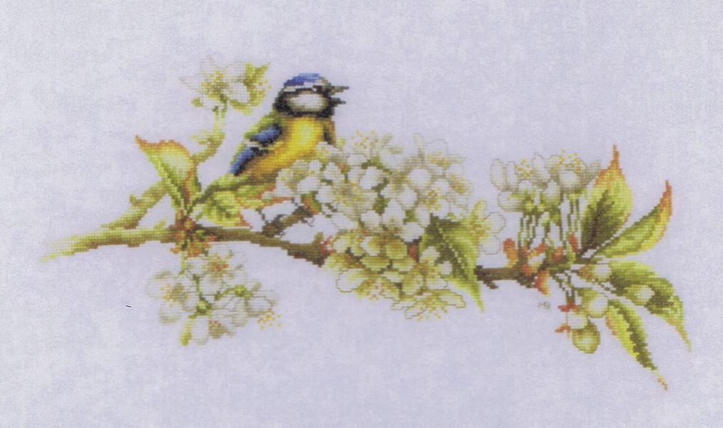 Blue Tit  and Blossom