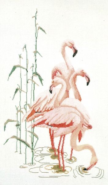 Flamingoes