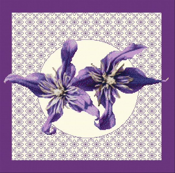 Clematis in Bloom