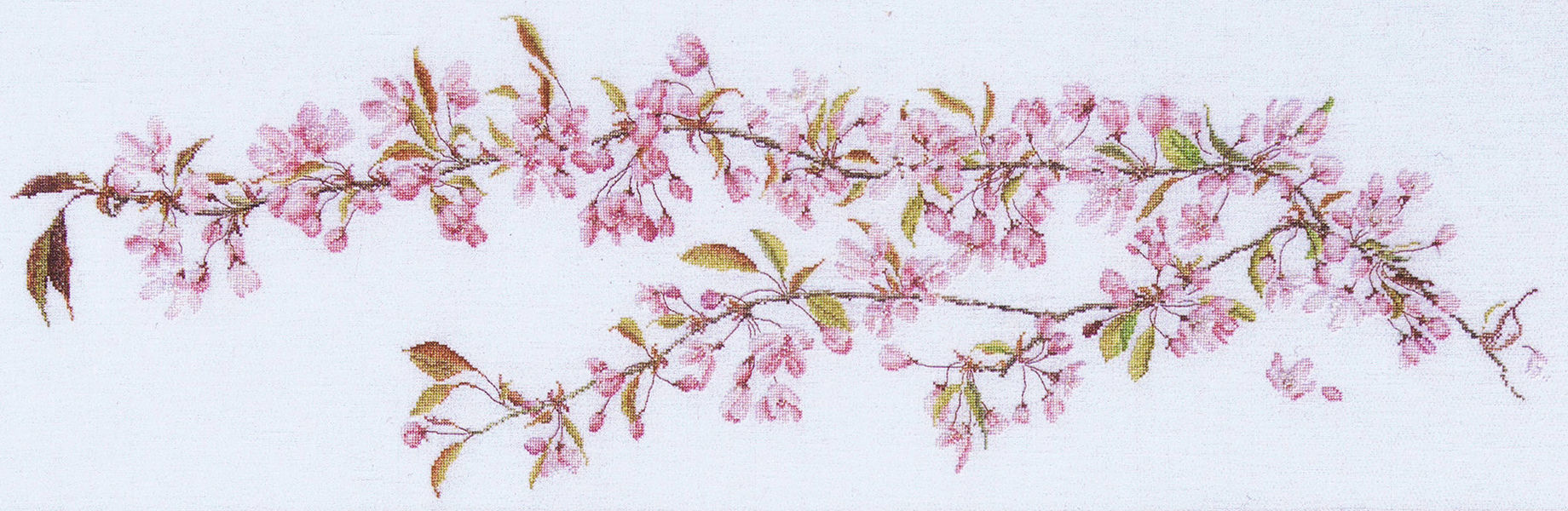 Japanese Cherry Blossom