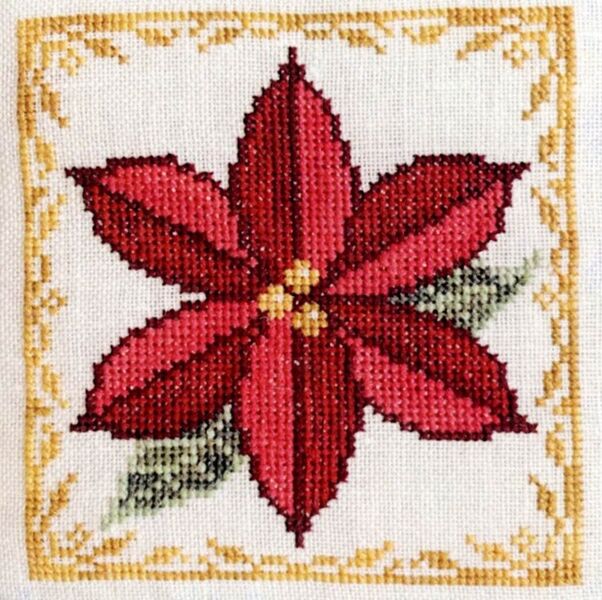 Poinsettia