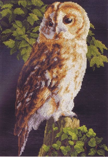 Owl