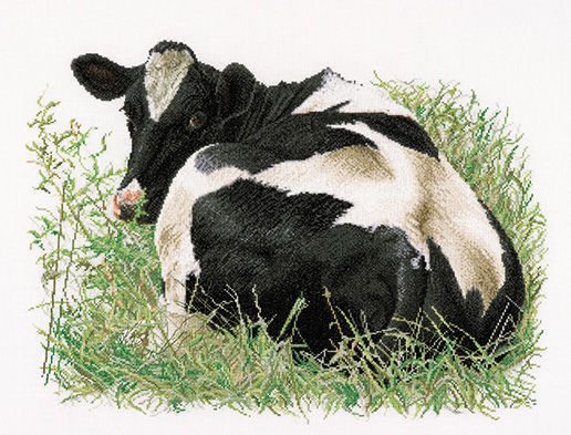 Fresian Cow Lying Down