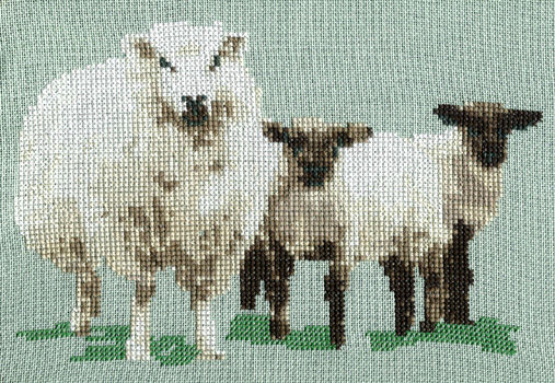 Sheep with Twin Lambs