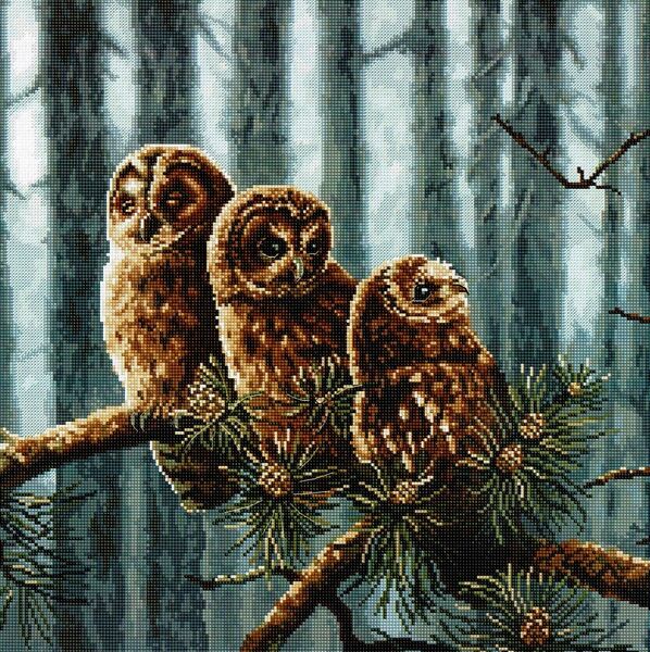 Owls Family