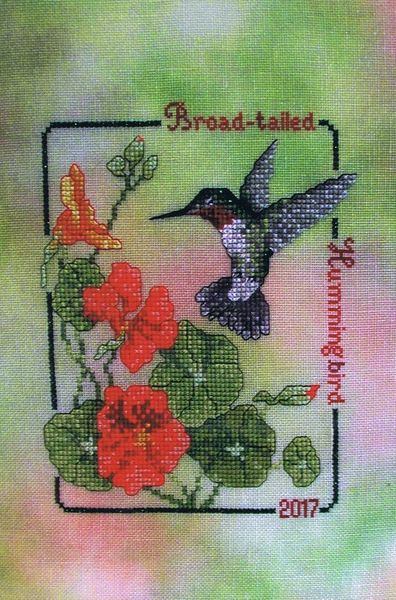 Broad Tailed Hummingbird