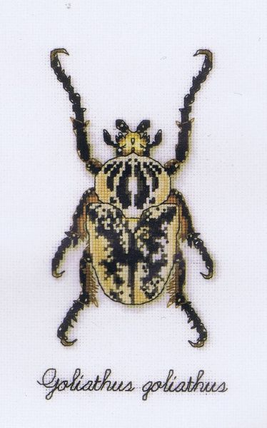 Beetle - Goliathus goliathus