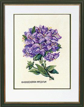 Blue Rhododendron