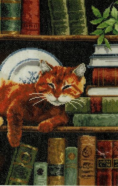 Cat on a Bookshelf