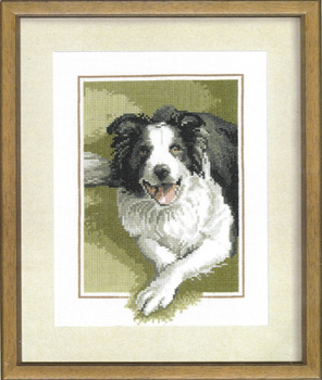 Border Collie