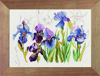 Blue Irises