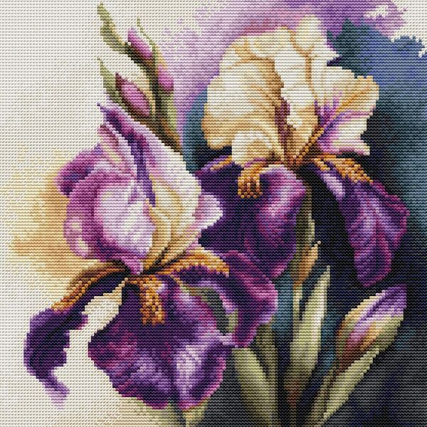 Iris 'Burgermeister'