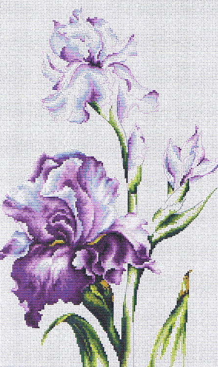 Irises (view 2)