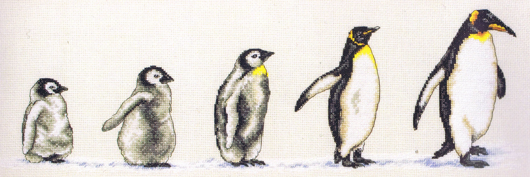 Penguins in a Row