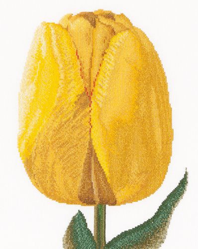 Yellow Darwin Hybrid Tulip