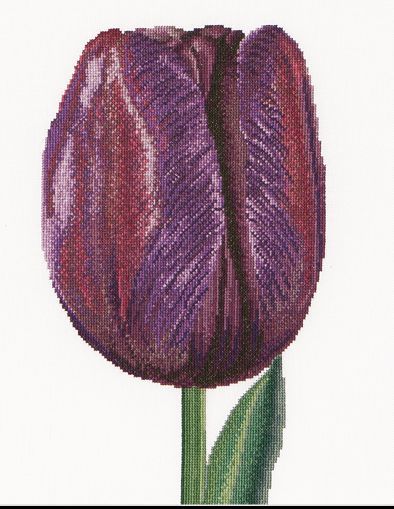 Purple Triumph Tulip