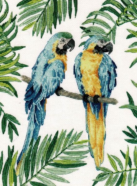 Blue and Yellow Macaw