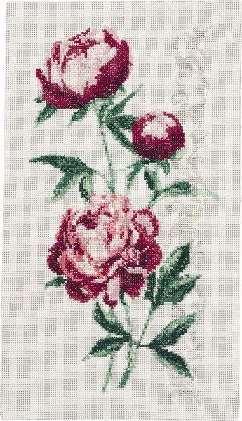 Peonies