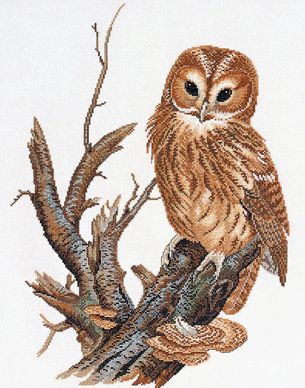 Tawny Owl