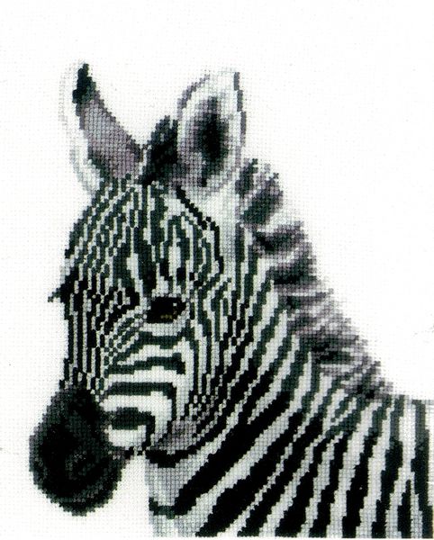 Zebra