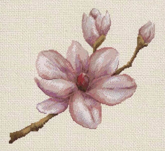 Magnolia