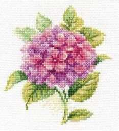 Hydrangea