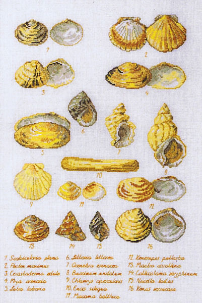 Sea Shell Sampler