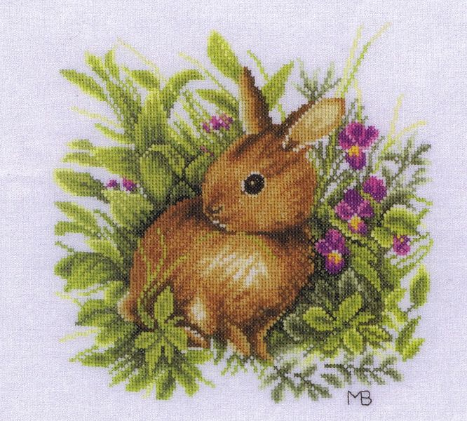Hare in Flower Field