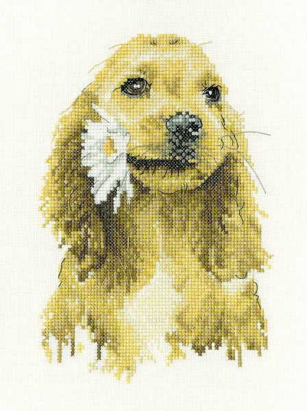 Daisy Cocker Spaniel