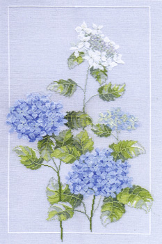 Hydrangea