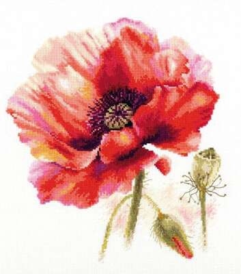 Bright Red Poppy