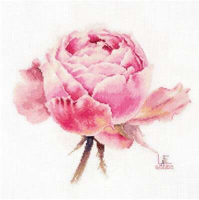 Watercolour Roses Pink Exquisite