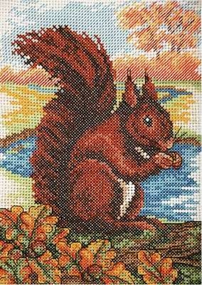 Red Squirrel