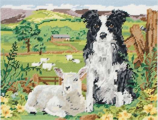 Border Collie And Lamb
