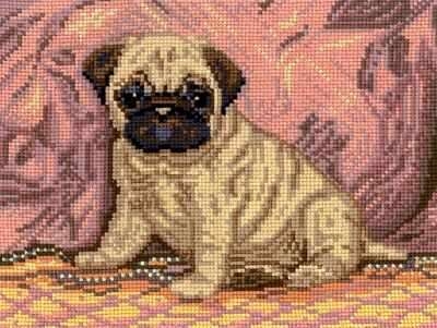 Pug