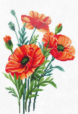 Poppy Flowers