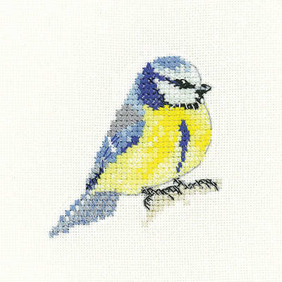 Blue Tit